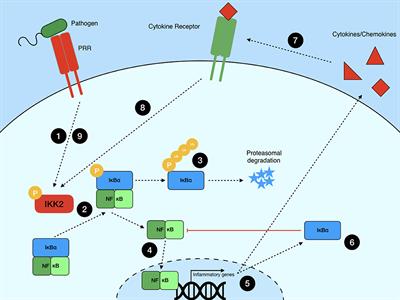 NF-κB Signaling in Macrophages: Dynamics, Crosstalk, and Signal Integration